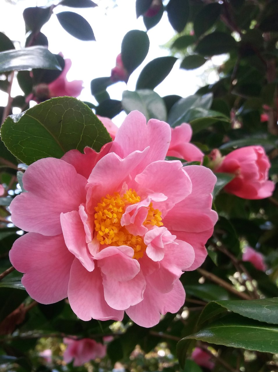 C. 'Sprite'